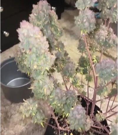 Семена сорта LSD Auto fem (Barney's Farm)