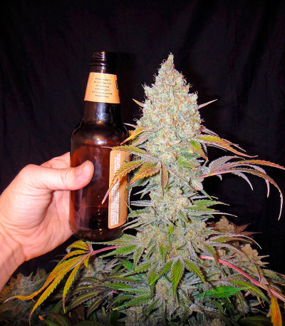 Семена сорта Eldorado fem (Nirvana Seeds)