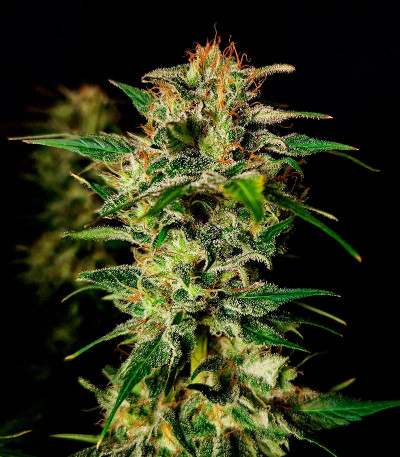 Семена сорта Grandmommy Purple fem (Herbies Seeds)