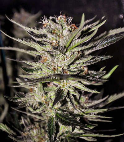 Семена сорта Blackberry Moonrocks fem (AlphaFem Seeds)