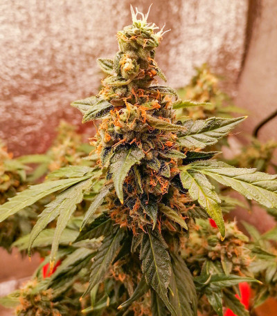 Семена сорта Gelato Auto fem (Семяныч)