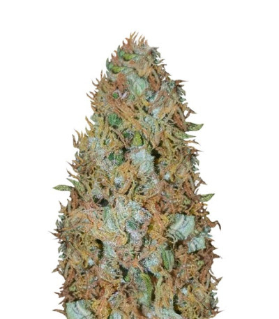 Семена сорта Incredible Bulk fem (Dr. Krippling Seeds)
