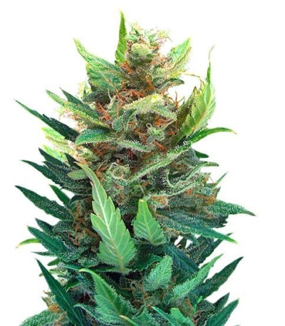 Семена сорта Lowryder #2 auto fem (Joint Doctor)