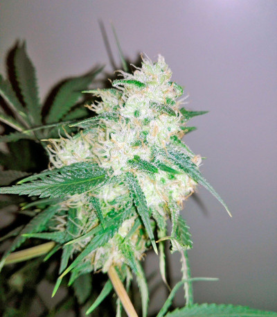 Семена сорта Sweet Cheese Auto fem (Sweet Seeds)