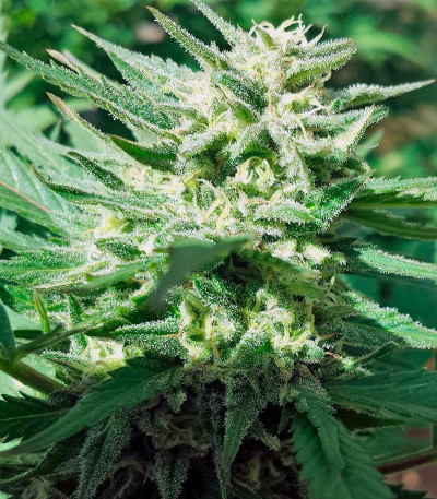 Семена сорта Sweet Cheese F1 Fast Version fem (Sweet Seeds)