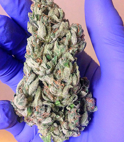 Семена сорта Afghan Kush Special fem (World of Seeds)