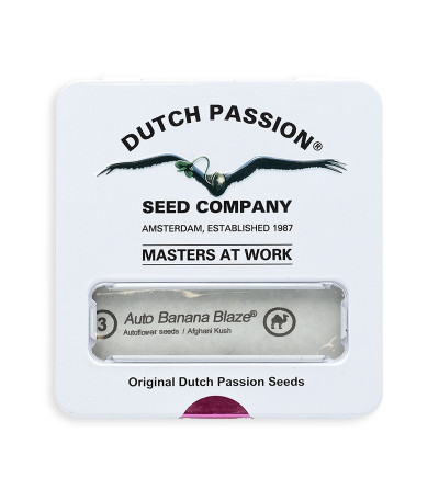 Семена сорта Auto Banana Blaze (Dutch Passion)