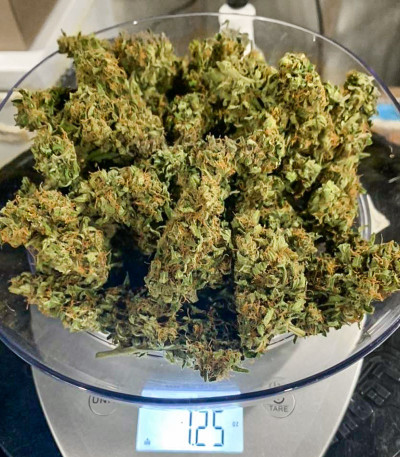 Семена сорта Auto Chocodope fem (Victory Seeds)