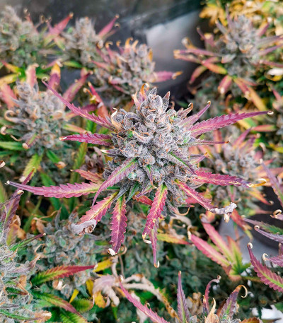 Семена сорта Crime Caramel 2 Auto fem (Семяныч)