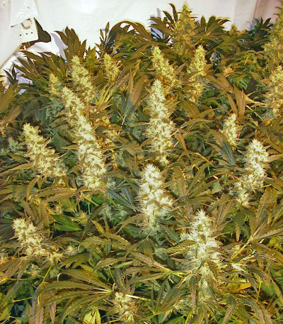 Семена сорта Double Dutch fem (Serious Seeds)