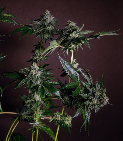 Семена сорта Glookies fem (Barney's Farm)