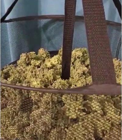 Семена сорта Gorilla Glue Auto fem