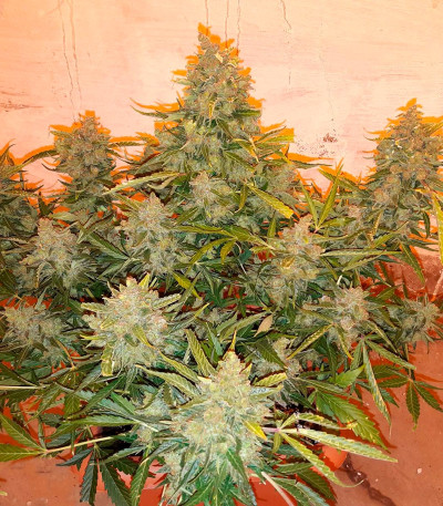 Семена сорта Auto American Pie fem (Pyramid Seeds)