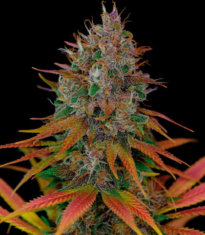 Семена сорта Tropicanna Poison F1 Fast Version (Sweet Seeds)