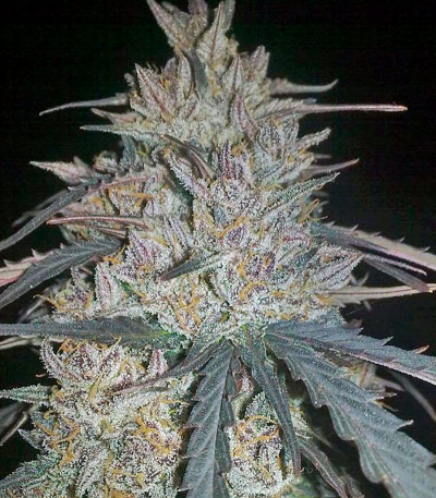 Семена сорта Ketama fem (World of Seeds)