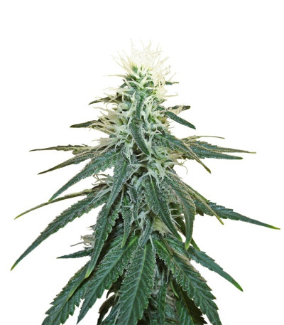 Семена сорта Early Skunk fem (Sensi Seeds)