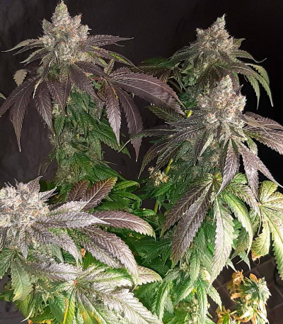 Семена сорта Bubba Slush fem (Green House Seeds)