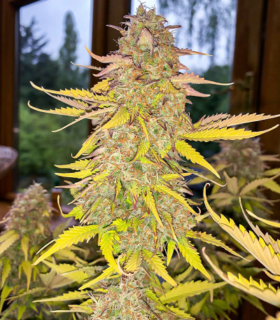 Семена сорта Acid Rain Autoflower (LSD) fem (Easy Grow Seeds)