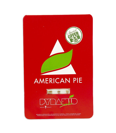Семена сорта American Pie fem (Pyramid Seeds)