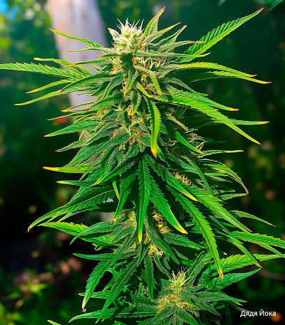 Семена сорта LSD auto fem (Семяныч)