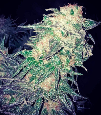 Семена сорта Afghan Kush fem (World of Seeds)