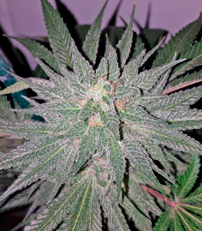 Семена сорта Afgooey fem (Strain Hunters)