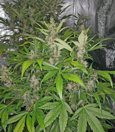 Семена сорта Blackberry auto fem (FastBuds)