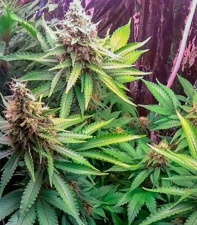 Семена сорта G13 Haze fem (Barney's Farm)