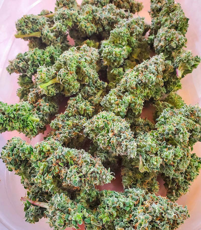 Семена сорта Sith OG fem (AlphaFem Seeds)