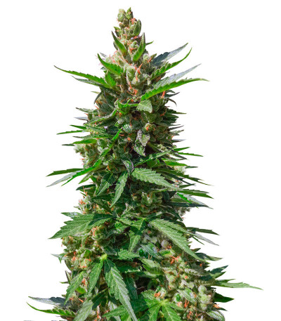 Микс семян конопли Sativa Auto Mix fem (Семяныч)