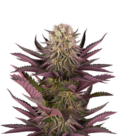 Семена сорта Mimosa X Orange Punch fem (Barney's Farm)