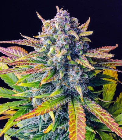 Семена сорта Tropicana Cookies FF fem (FastBuds)