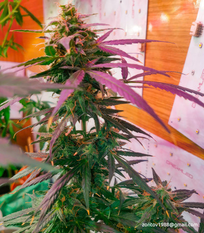 Семена сорта Ak 47 fem (Семяныч)