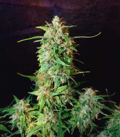 Семена сорта Bruce Banner Auto (Monster Genetics)