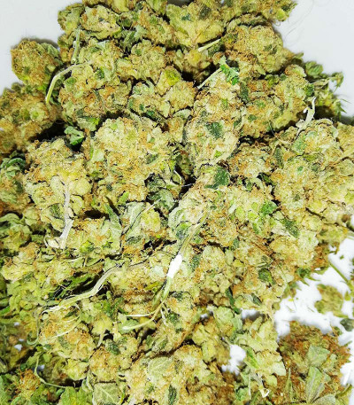 Семена сорта Girl Scout Cookies fem