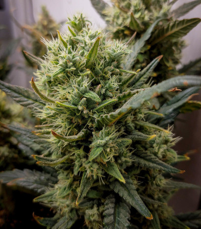 Семена сорта Gelato Auto fem (FastBuds)