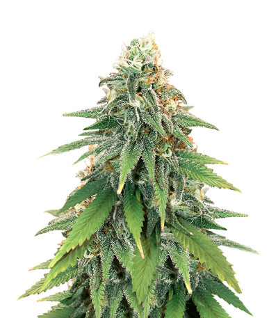 Семена сорта Godzilla Original Glue GG#4 fem (Herbies Seeds)
