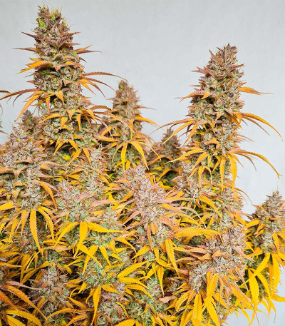 Семена конопли сорта Pink Rozay Auto