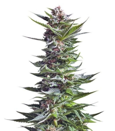 Семена сорта Shining Silver Haze fem (Royal Queen Seeds)