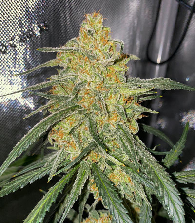 Семена сорта Crescendo RBX1 fem (Ethos Genetics)