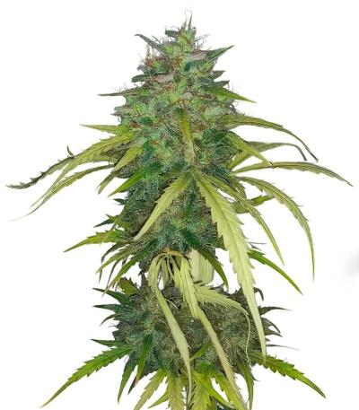 Семена сорта Dos-Si-Dos Cookies Autoflower fem (Easy Grow Seeds)