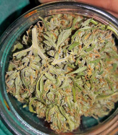 Семена сорта White Widow fem (00 Seeds)