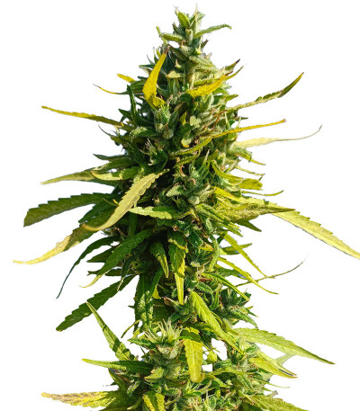 Семена сорта Lemon Cake Auto fem (High Speed ​​Buds)