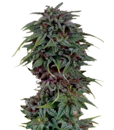 Семена сорта Durban Poison reg (Dutch Passion)