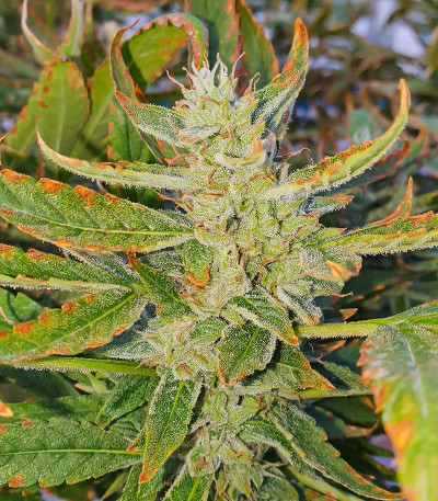 Семена сорта HulkBerry Automatic fem (RQS)