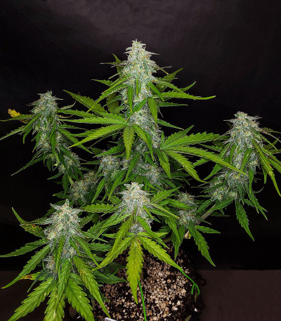 Семена сорта Auto Blueberry fem (Dutch Passion)