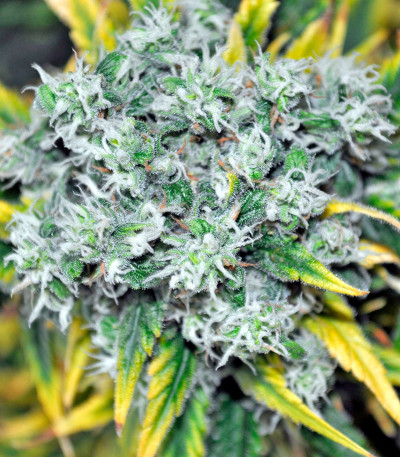 Семена сорта Damnesia fem (Strain Hunters)