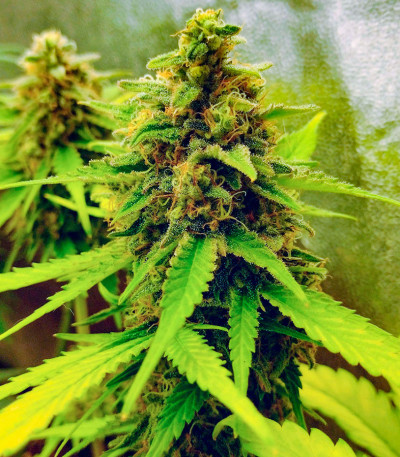 Семена сорта Do-Si-Dos Cookies fem (00 Seeds)