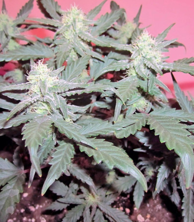 Семена сорта Green Poison Auto fem (Sweet Seeds)
