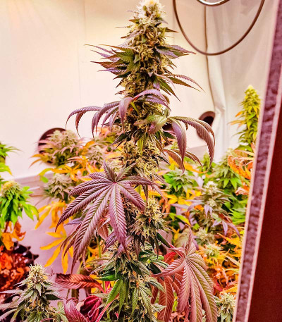 Семена сорта Jealousy fem (Original Sensible Seeds)